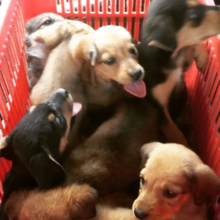 Cachorro ra a NDF idade Abaixo de 2 meses nome SEM NOME 