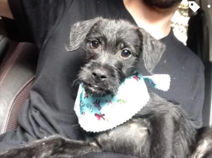 Cachorro raça SRD idade 2 a 6 meses nome Neguim