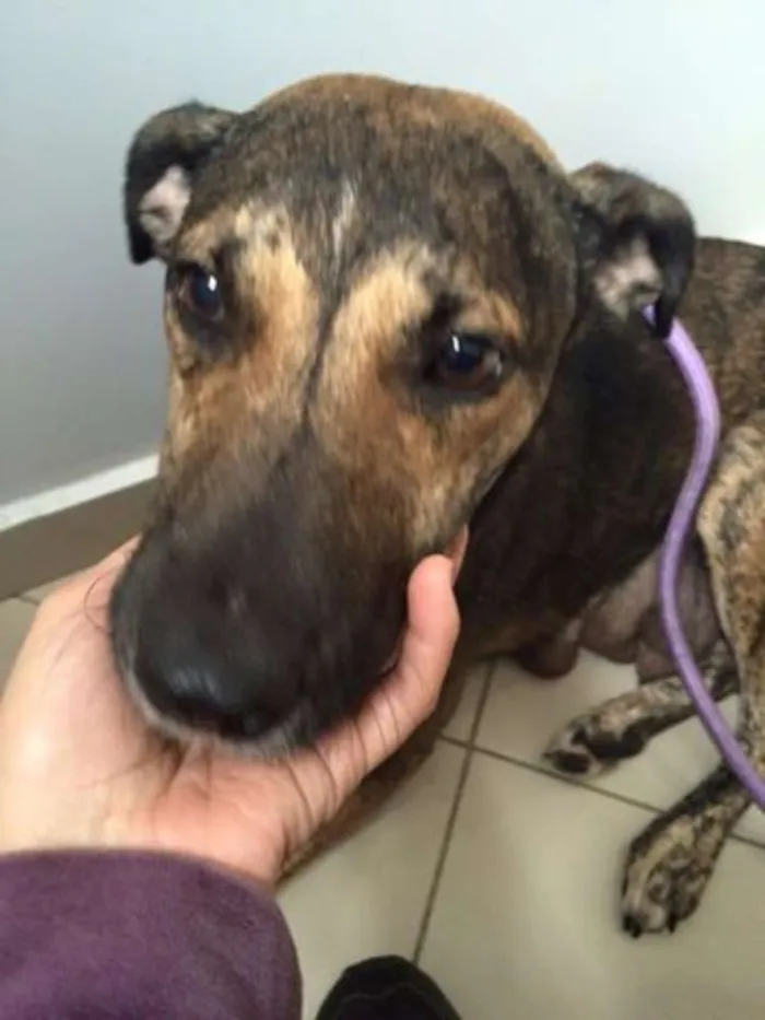 Cachorro ra a SRD idade 1 ano nome MILKA