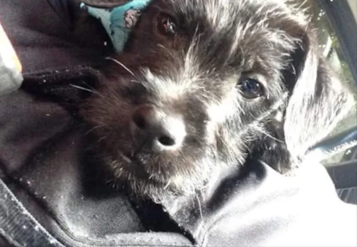 Cachorro raça SRD idade 2 a 6 meses nome Neguim