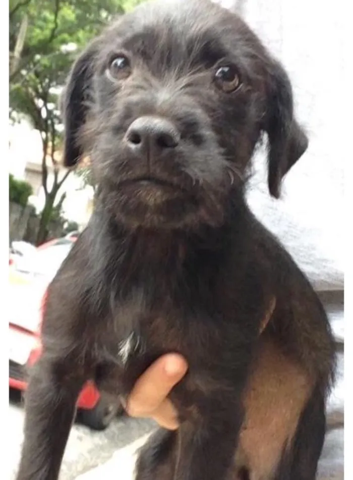 Cachorro raça SRD idade 2 a 6 meses nome Neguim