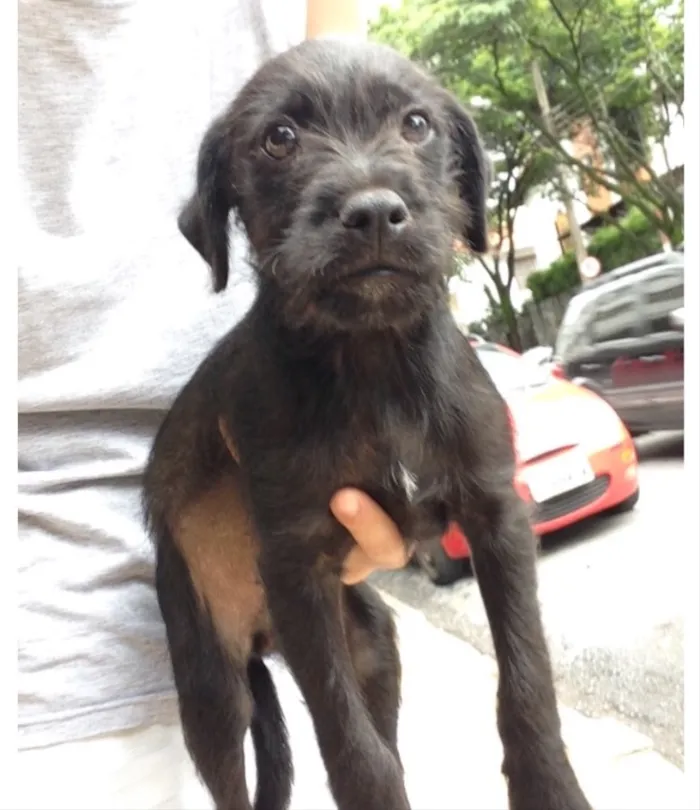 Cachorro raça SRD idade 2 a 6 meses nome Neguim