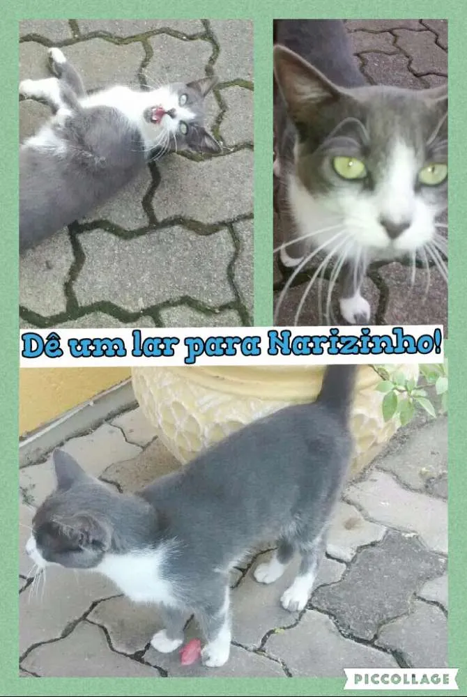 Gato ra a SRD idade 7 a 11 meses nome Narizinho