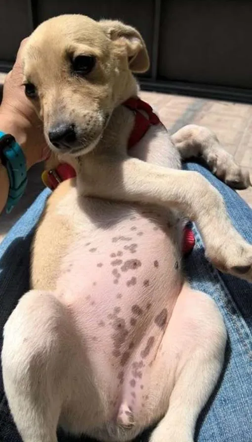Cachorro ra a srd idade 2 a 6 meses nome Shakira