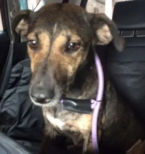Cachorro raça SRD idade 1 ano nome MILKA