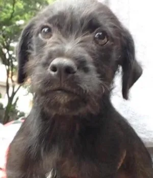 Cachorro raça SRD idade 2 a 6 meses nome Neguim