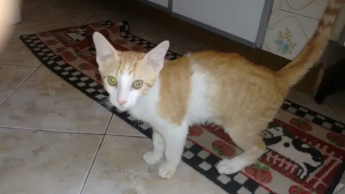 Gato raça SRD idade 2 a 6 meses nome Nao tem nome