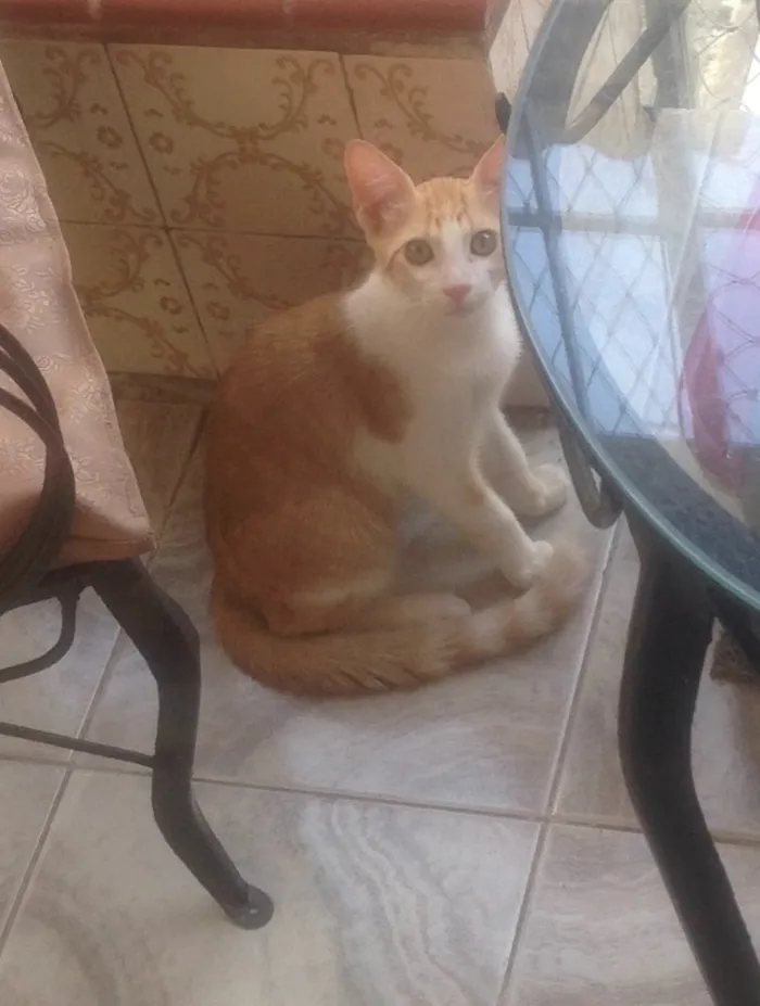 Gato raça SRD idade 2 a 6 meses nome Nao tem nome