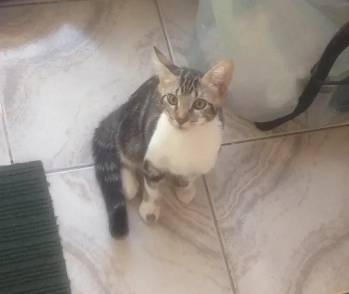 Gato raça SRD idade 2 a 6 meses nome Nao tem nome
