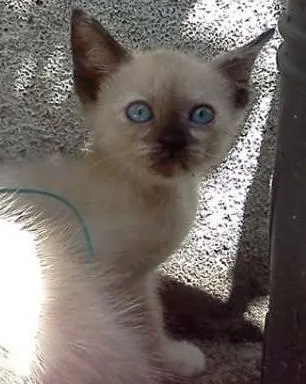 Gato ra a SRD idade 7 a 11 meses nome Menininhas