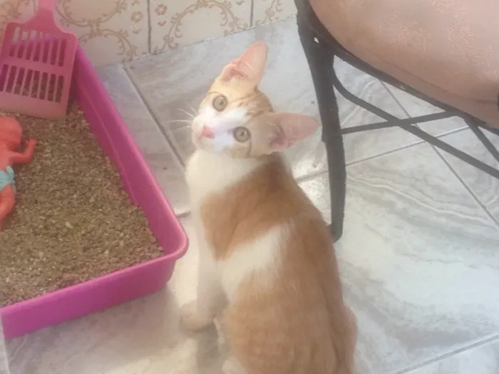 Gato raça SRD idade 2 a 6 meses nome Nao tem nome