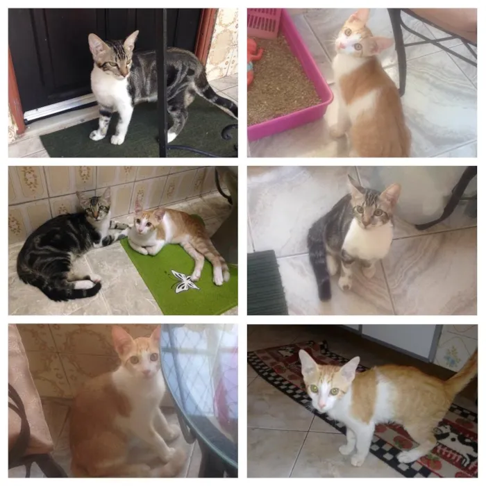 Gato raça SRD idade 2 a 6 meses nome Nao tem nome