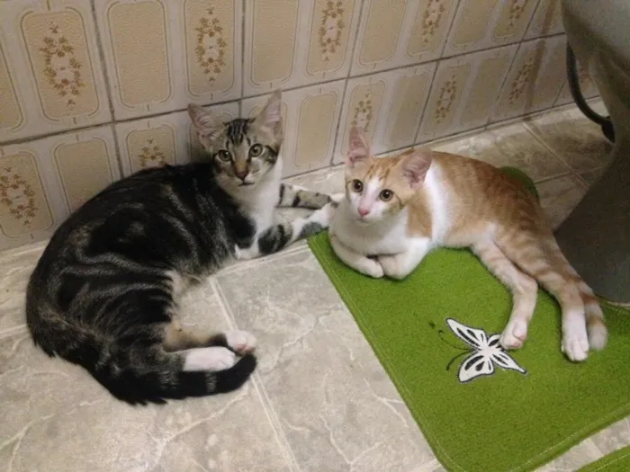 Gato raça SRD idade 2 a 6 meses nome Nao tem nome
