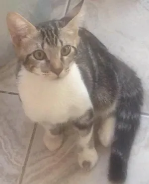 Gato raça SRD idade 2 a 6 meses nome Nao tem nome
