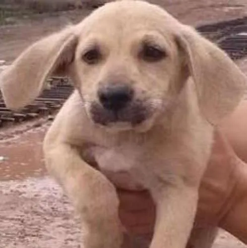 Cachorro ra a srd idade 2 a 6 meses nome meninos