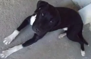 Cachorro raça Labrador com Pitbull  idade 2 anos nome Thor