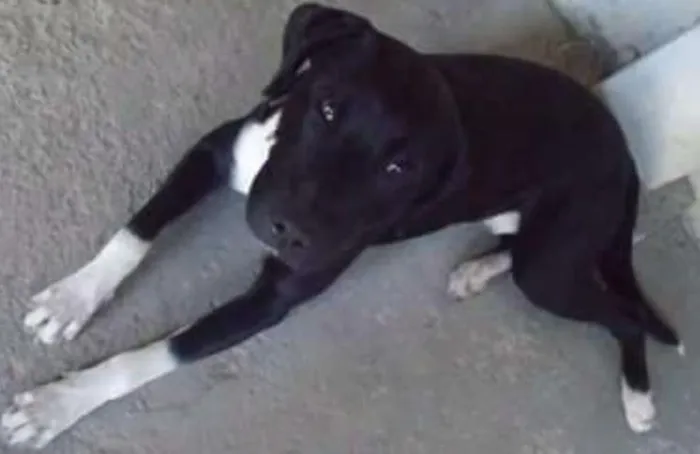 Cachorro ra a Labrador com Pitbull  idade 2 anos nome Thor