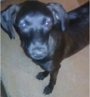 Cachorro raça Vira-lata idade 2 a 6 meses nome Sem nome