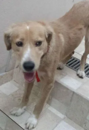 Cachorro raça sem raça idade 1 ano nome sem nome