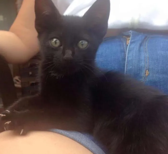 Gato ra a SRD idade Abaixo de 2 meses nome Morcega