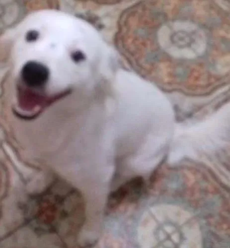 Cachorro ra a SRD idade 1 ano nome bolt