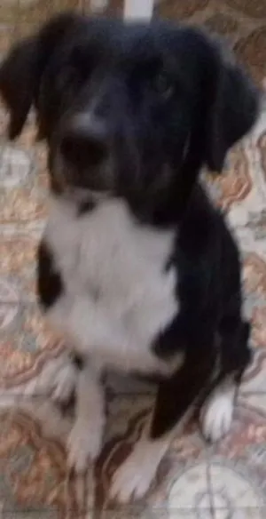 Cachorro raça SRD idade 2 anos nome buticos
