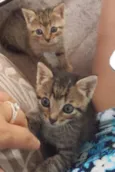 Preciosos