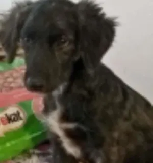 Cachorro raça srd idade 7 a 11 meses nome noel