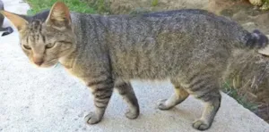 Gato raça srd idade 1 ano nome Xing