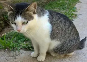 Gato raça srd idade 1 ano nome Esmeralda