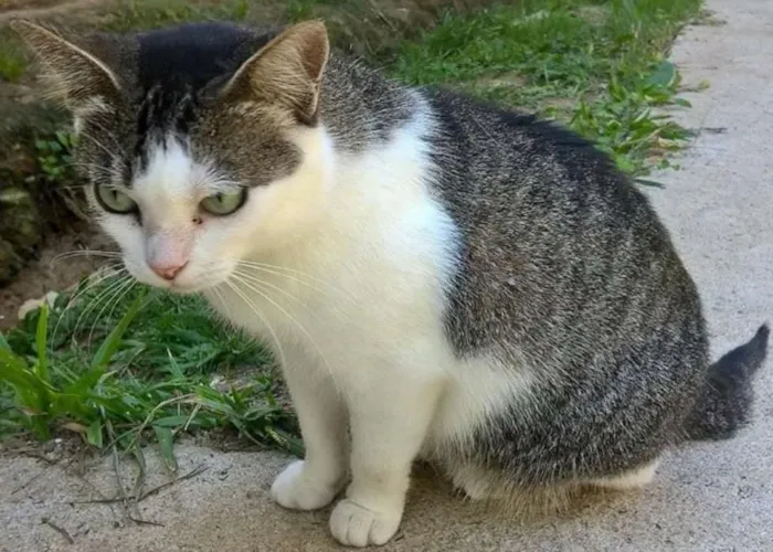 Gato ra a srd idade 1 ano nome Esmeralda