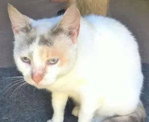 Gato raça srd idade 2 anos nome perola 