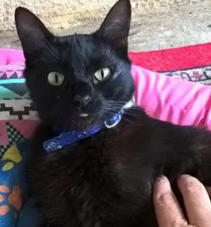 Gato raça srd idade 1 ano nome Matilde
