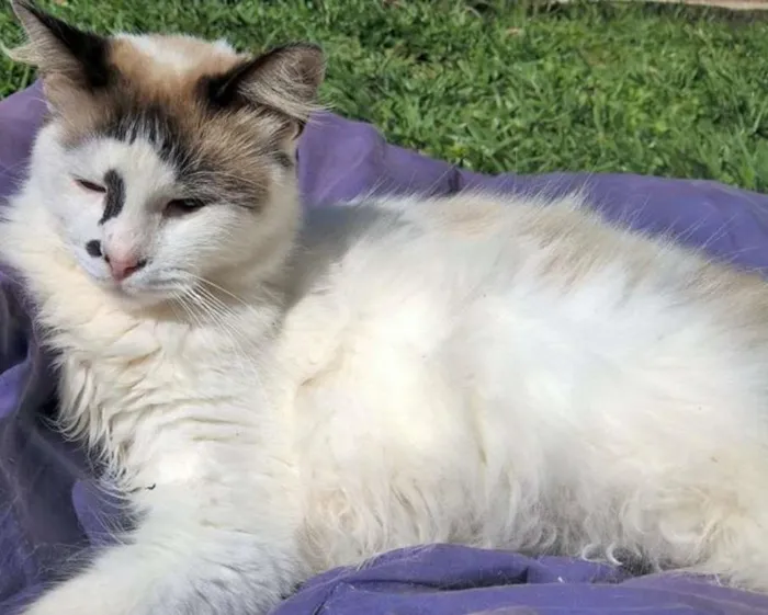 Gato ra a siamês  idade 2 anos nome Michelle