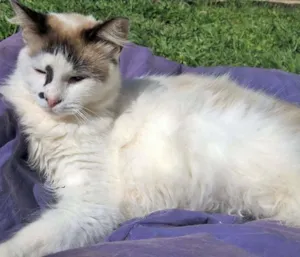 Gato raça siamês  idade 2 anos nome Michelle