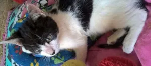 Gato raça srd idade 2 a 6 meses nome Diego