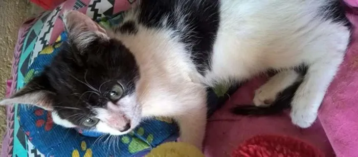Gato ra a srd idade 2 a 6 meses nome Diego