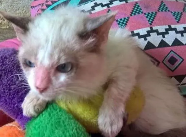 Gato ra a siamês  idade 2 a 6 meses nome Julinho