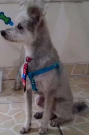 Cachorro raça SRD idade 6 ou mais anos nome Boy