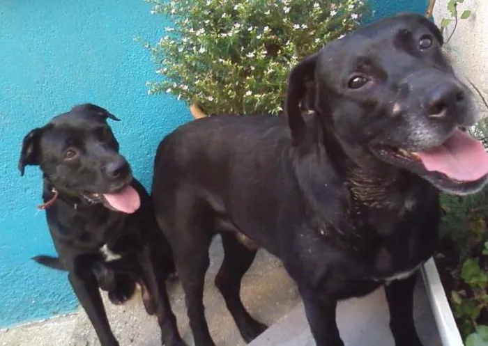 Cachorro ra a Mistura de labrador idade 6 ou mais anos nome Sem nome