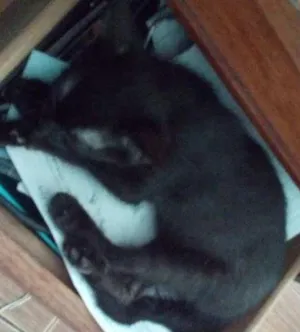 Gato raça Vira lata idade 2 a 6 meses nome Cessi