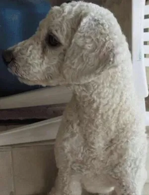 Cachorro raça Poodle idade 6 ou mais anos nome Mila