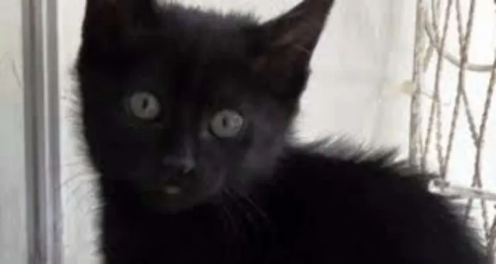 Gato raça sem raça definida idade Abaixo de 2 meses nome sem nome