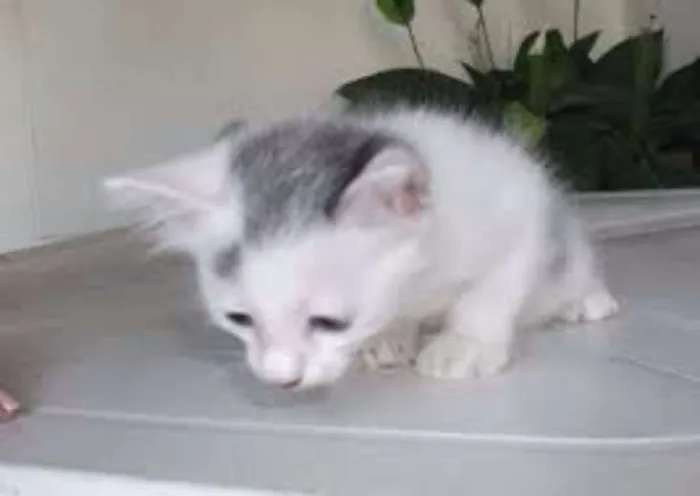 Gato raça sem raça definida idade Abaixo de 2 meses nome sem nome
