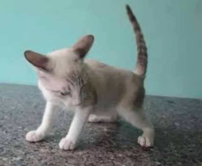 Gato raça sem raça definida idade Abaixo de 2 meses nome sem nome