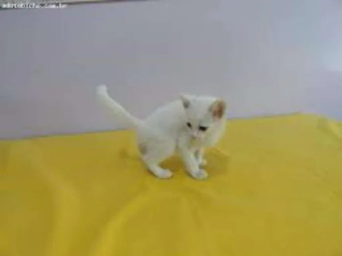 Gato raça sem raça definida idade Abaixo de 2 meses nome sem nome