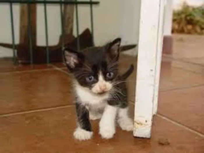Gato raça sem raça definida idade Abaixo de 2 meses nome sem nome