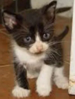Gato raça sem raça definida idade Abaixo de 2 meses nome sem nome