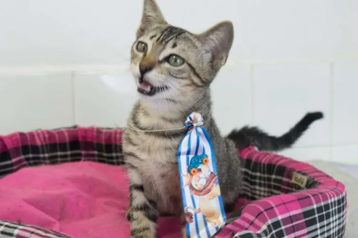 Gato ra a SRD idade 2 a 6 meses nome Hermes