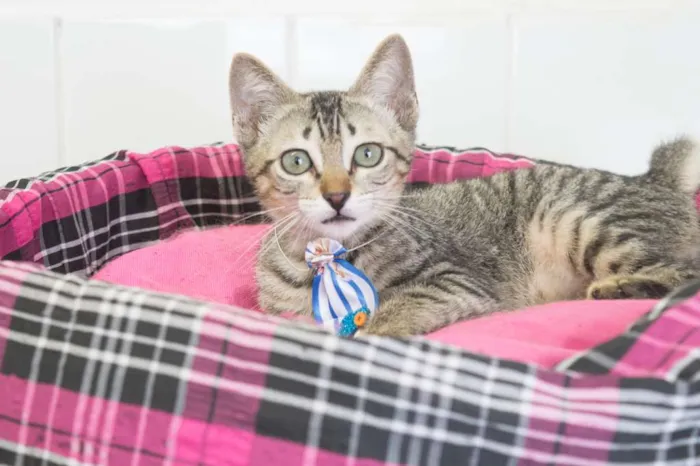 Gato ra a SRD idade 2 a 6 meses nome Hermes